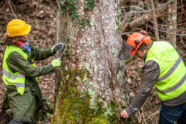 How Our Tree Care Process Works  in  Hilo, HI